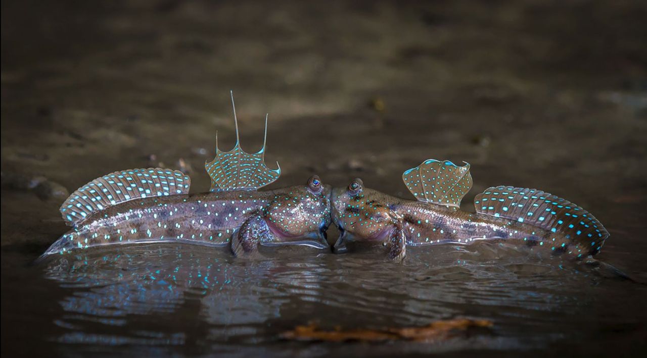 180917_comedy_wildlife_sergey_savvi_-_hot_kiss.jpg