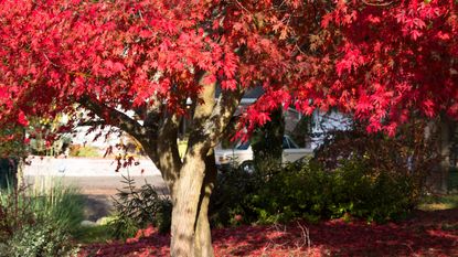 Large acer tree