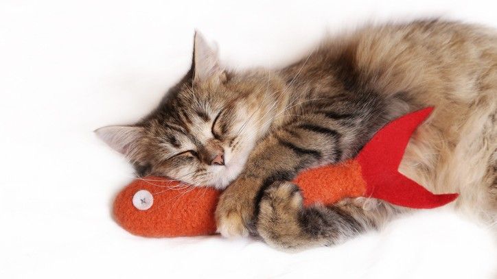 Best Fish Cat Toys