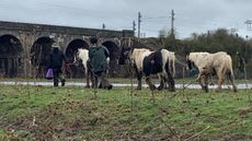 NORTHANTS-Wellingborough-horses.jpg