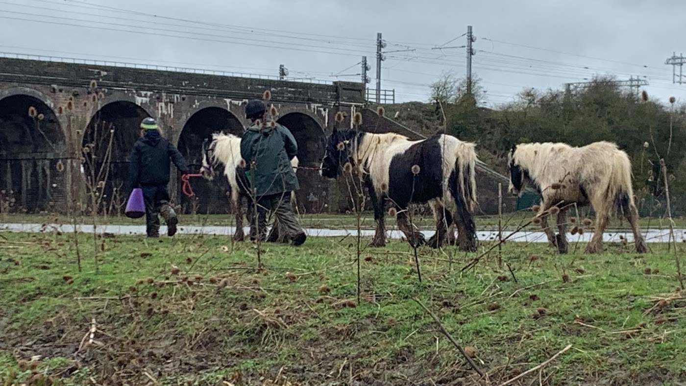 NORTHANTS-Wellingborough-horses.jpg