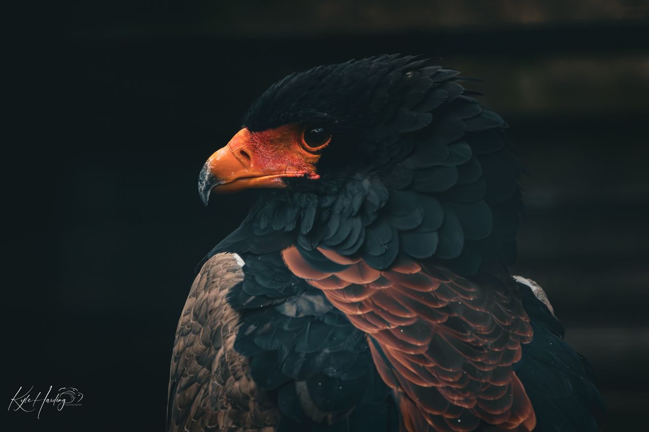 GuruShots - Nature&rsquo;s Masterpiece 2026