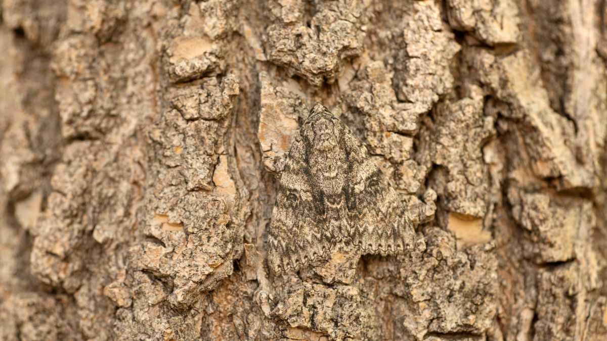 Camouflaged animals are hiding in every one of these photos — can you(00)