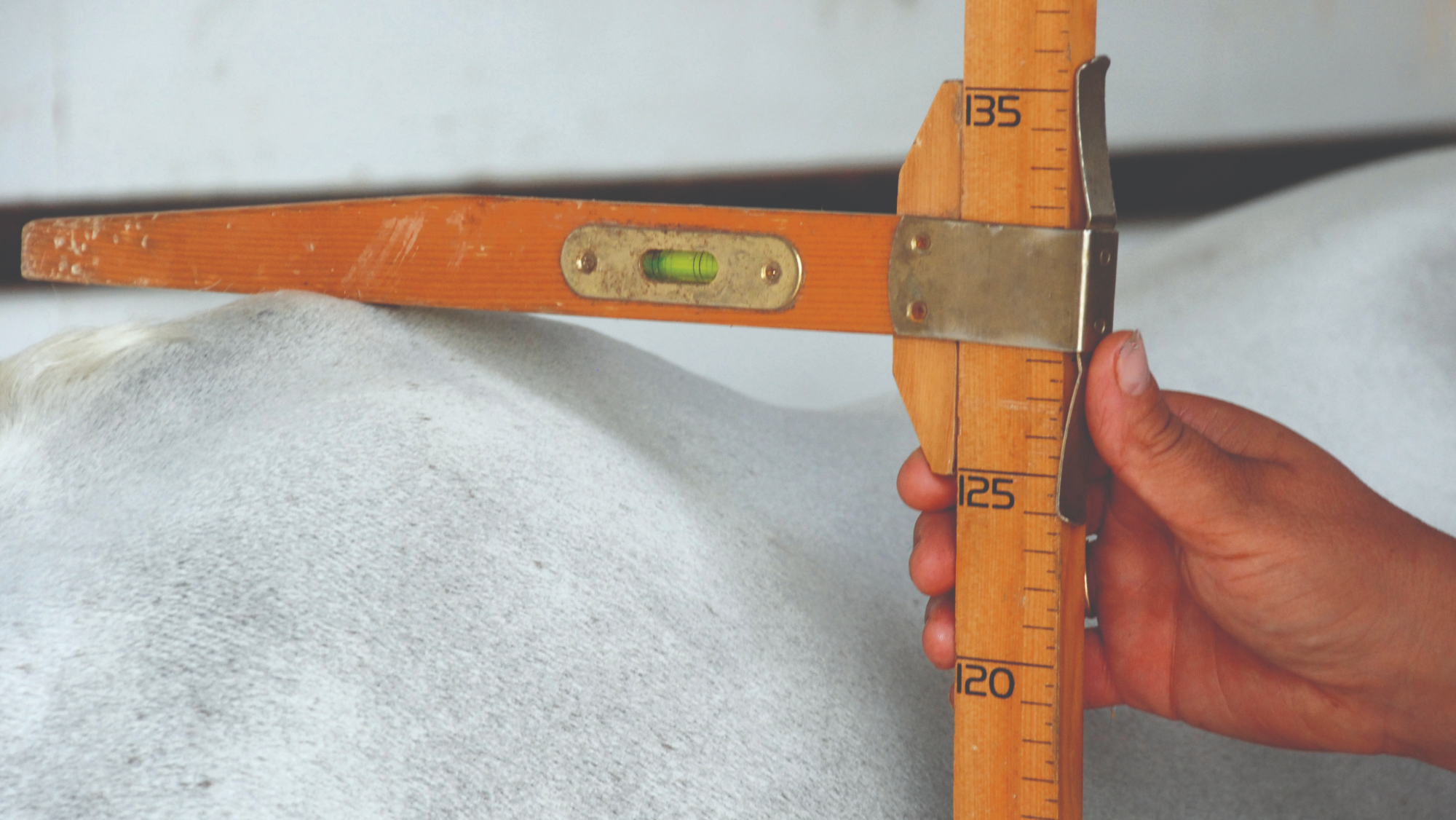 Hand holding a height stick that reads between 125 and 135cm while resting on a grey pony's wither.