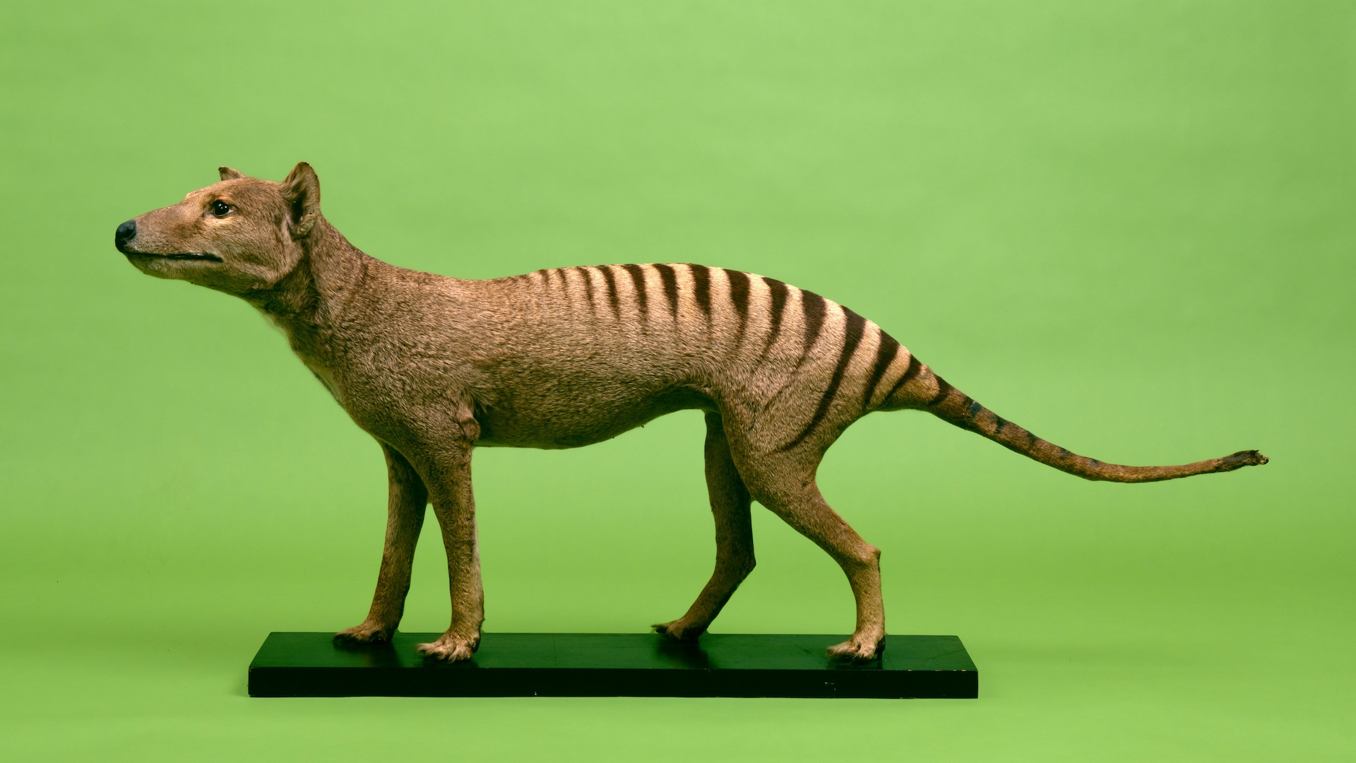 A taxidermied thylacine