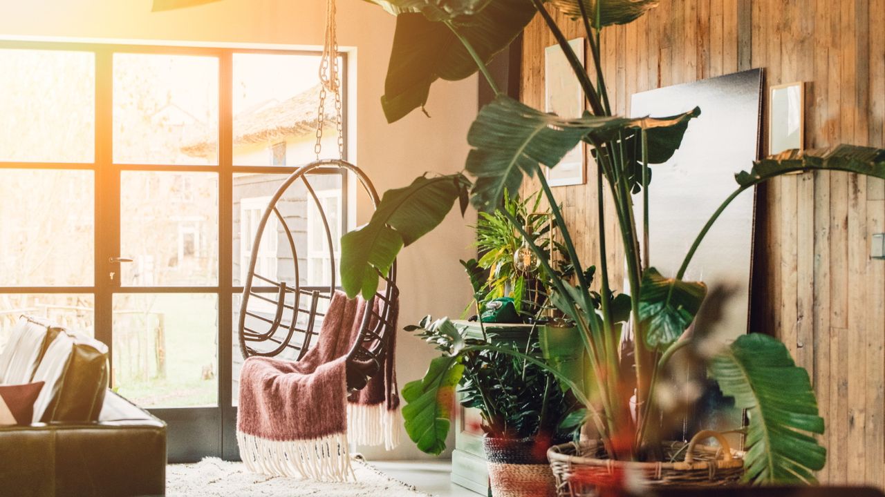 Feng Shui houseplant mistakes