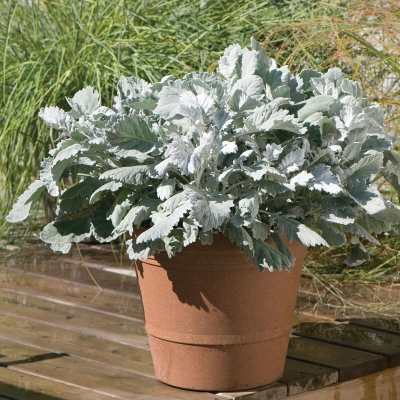 Dusty Miller Live Plants, Set of 3