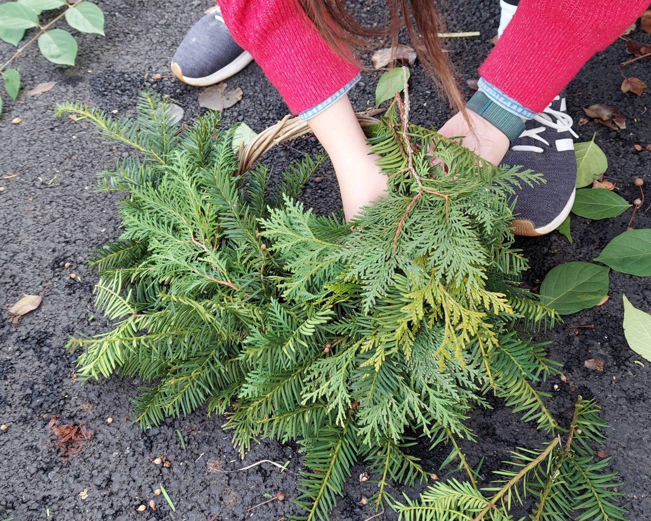 Woman attaches evergreens to advent wreath
