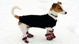 Dog wearing boots in the snow