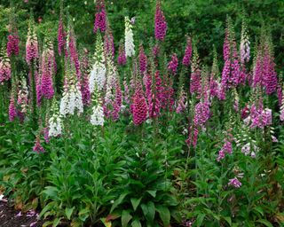 mass of foxgloves planted in a garden border