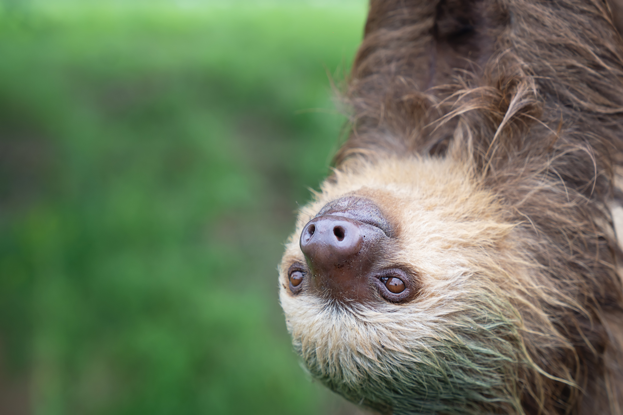 Close up to a Face of Two-Toed Sloth (Choloepus hoffmanni), an endearing sloth seemingly smiling at the camera.
