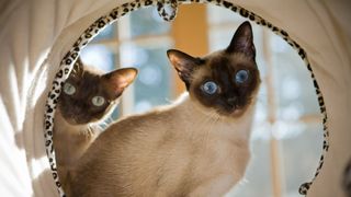 Tonkinese cats in a tunnel