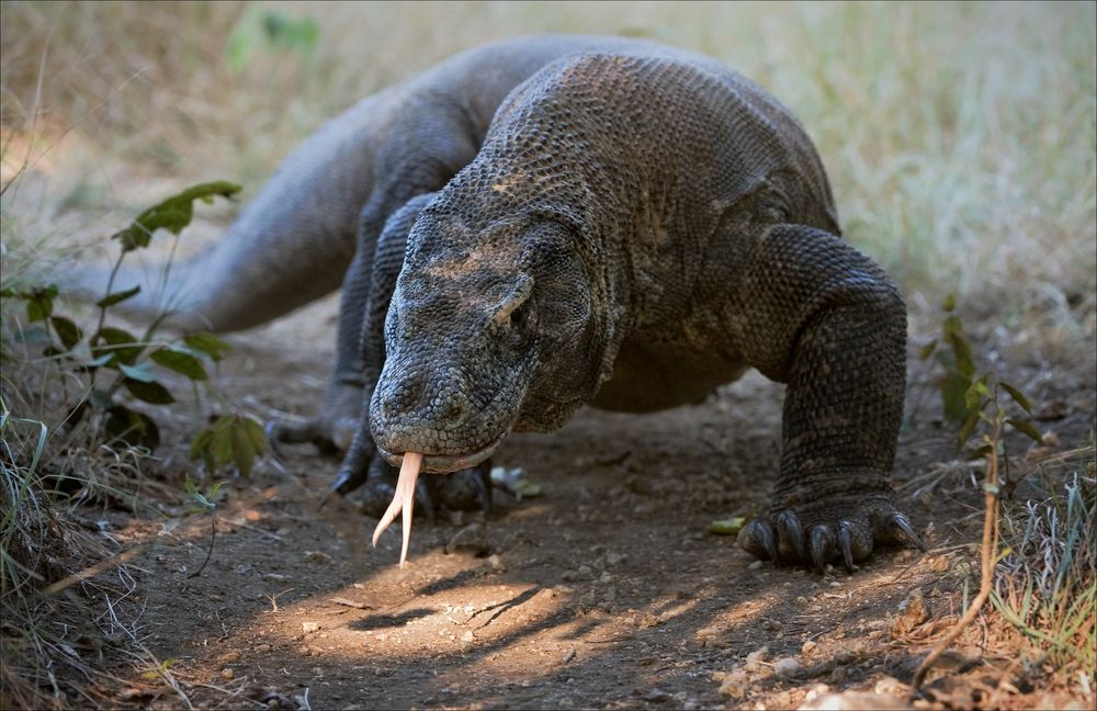 komodo dragon eating snake