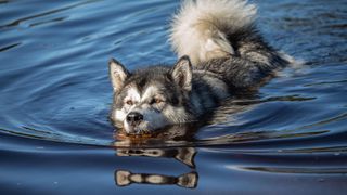 Alaskan malamute swimming