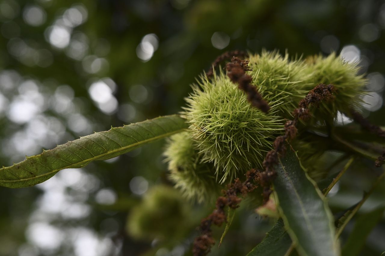 An image of nuts on a tree showing the background bokeh and specular highlights of the Nikkor Z DX 24mm f/1.7 lens