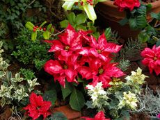 Holiday Plants And Flowers