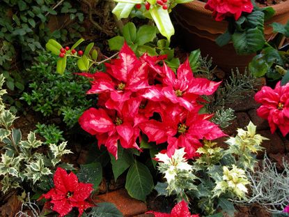 Holiday Plants And Flowers
