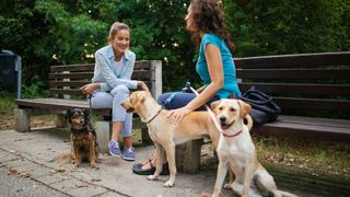 Two people chatting with their dogs