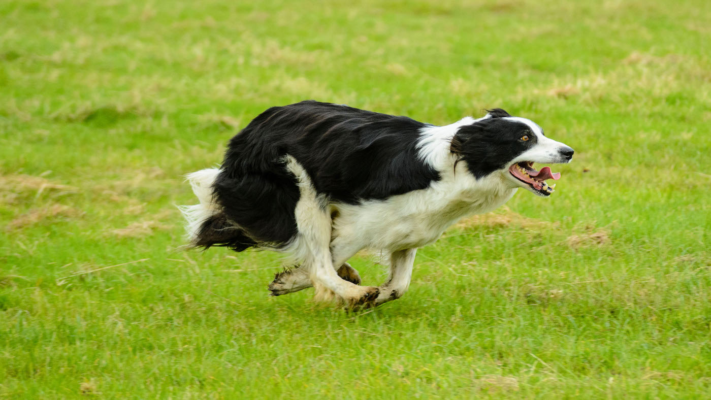 Border Collie is one of the smartest dog breeds