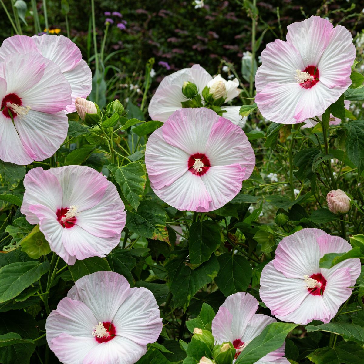 Quand tailler l'hibiscus pour une plante saine et de belles fleurs l'été prochain