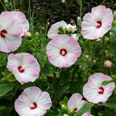 Hibiscus flowers