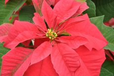 poinsettia Christmas flower
