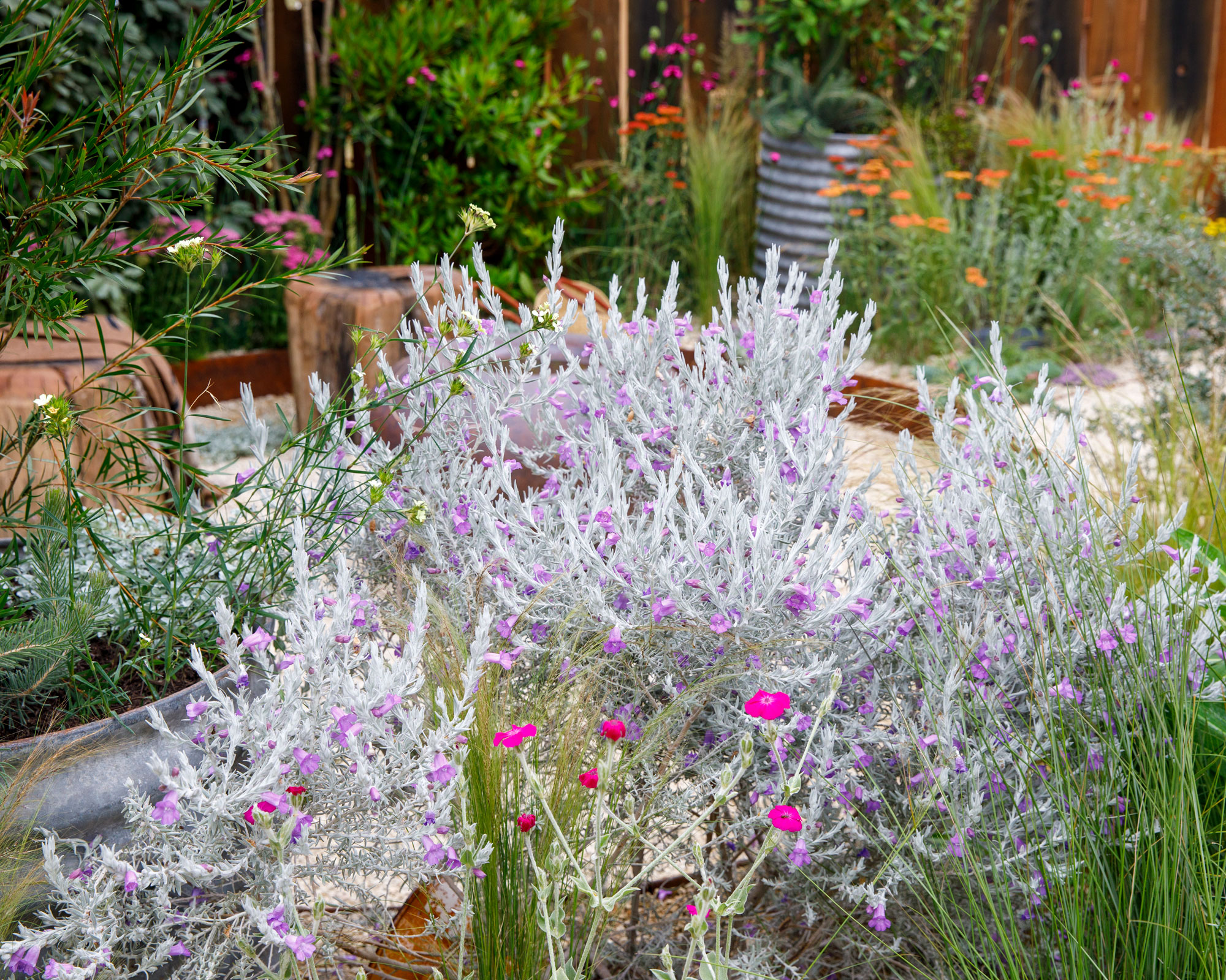 dry garden planting with silver plants and ornamental grasses