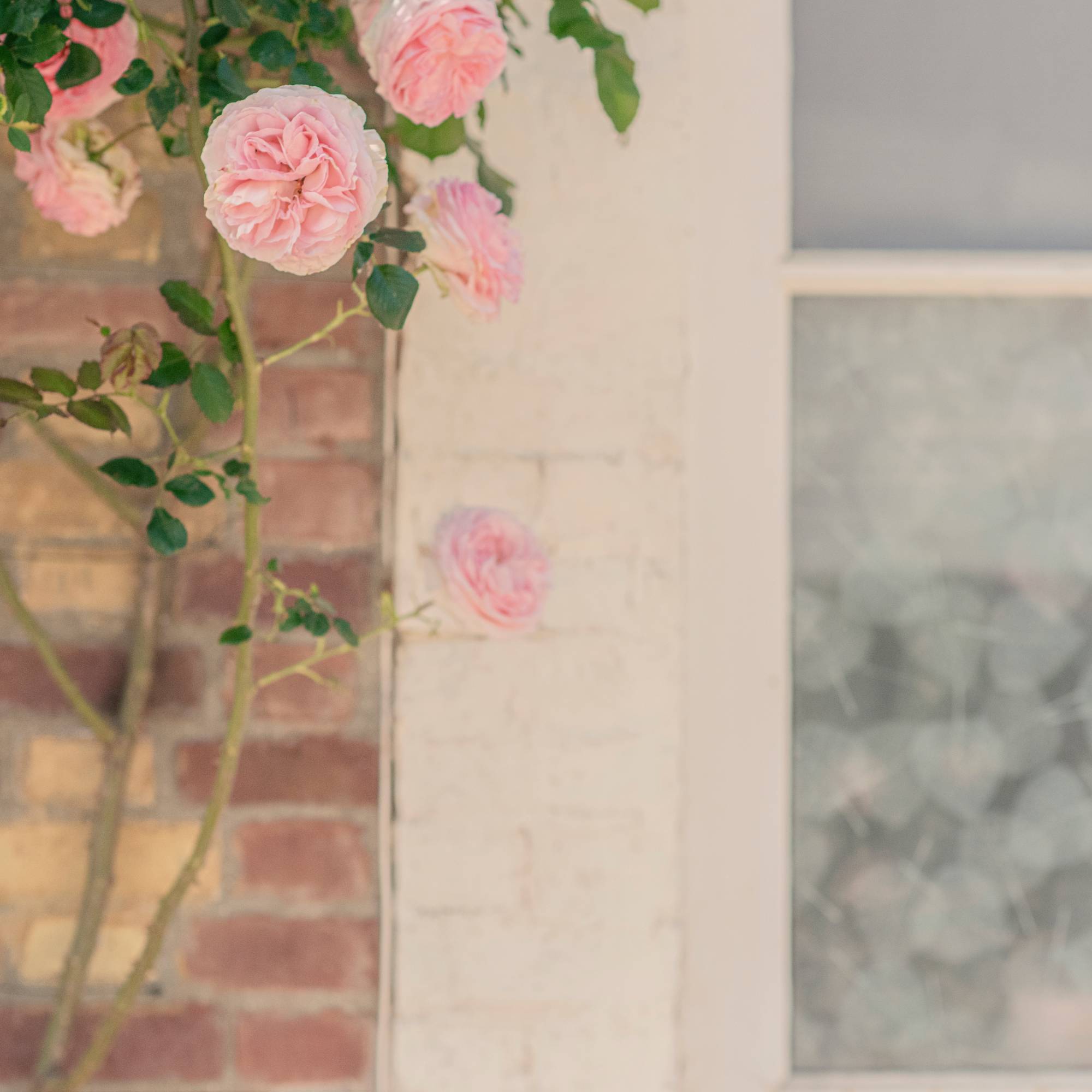 Roses near window
