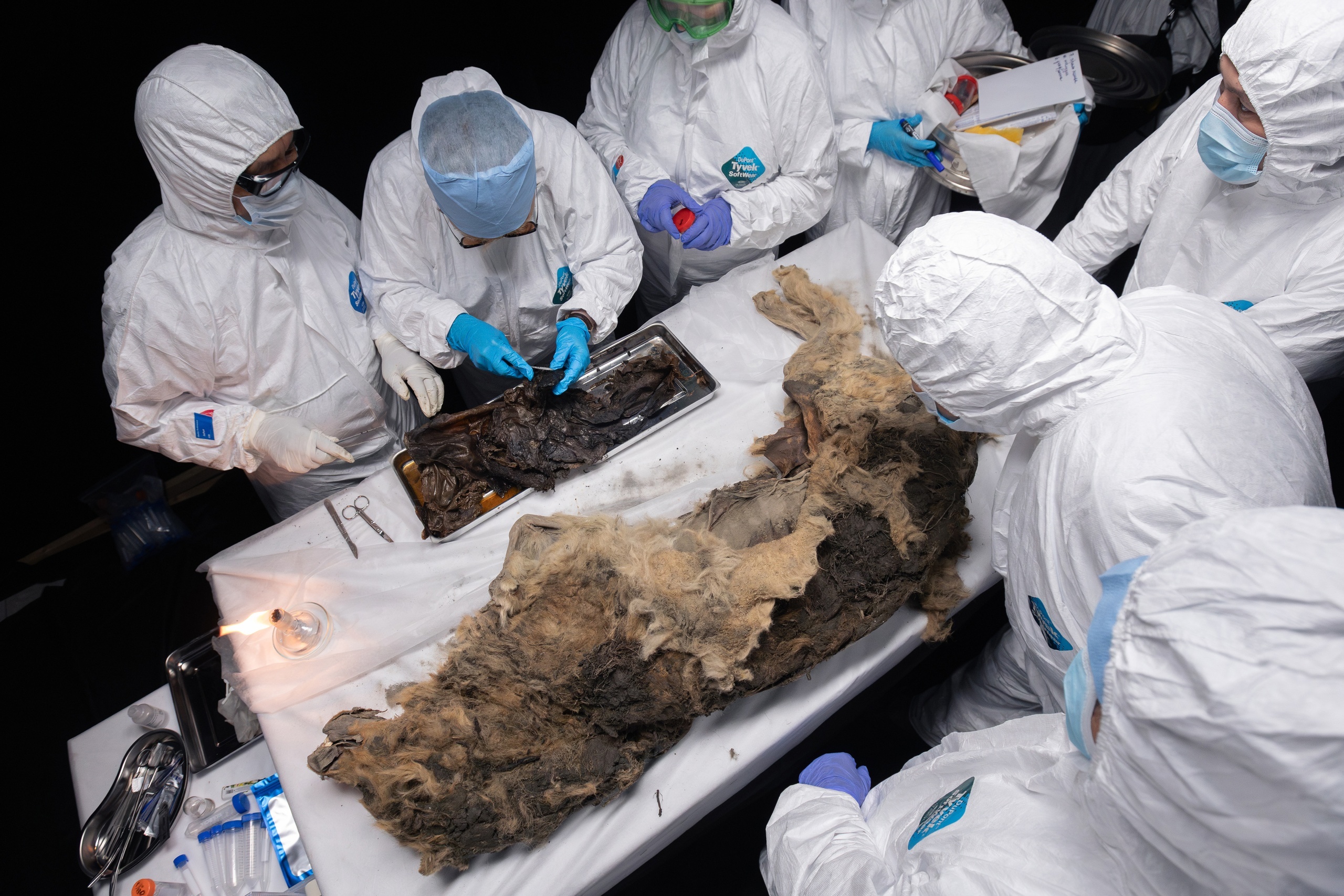 mummified wolf on a table surrounded by scientists