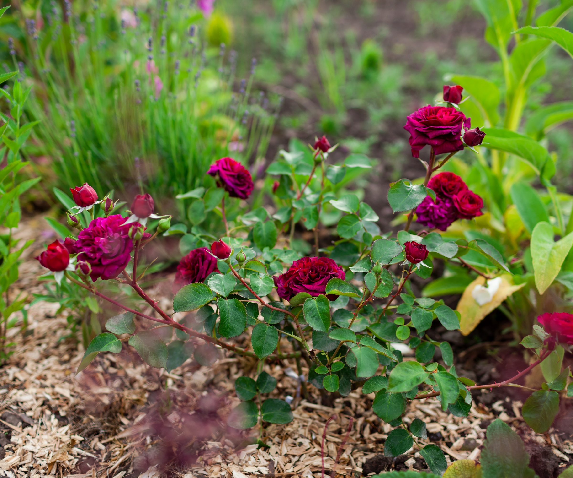 Mulch, pine mulch, rose, garden rose