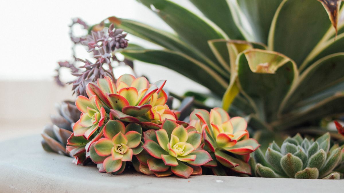 Revealed! Top 3 reasons why your houseplant is dying Gardeningetc