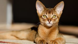 Abyssinian cat golden eyes