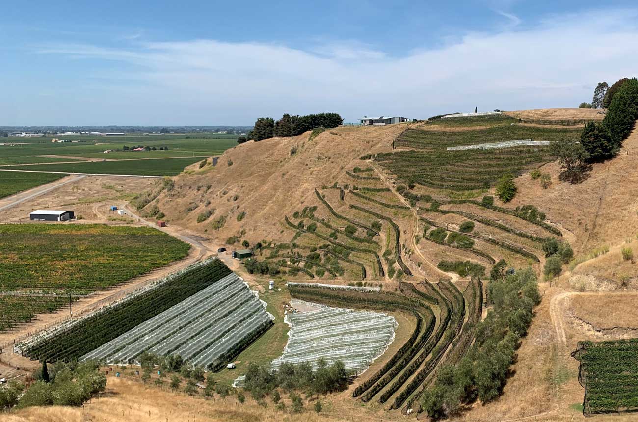 Bilancia's terraced vineyards on Roys HIll