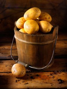 Maris Piper potatoes, the best-selling in Britain today.