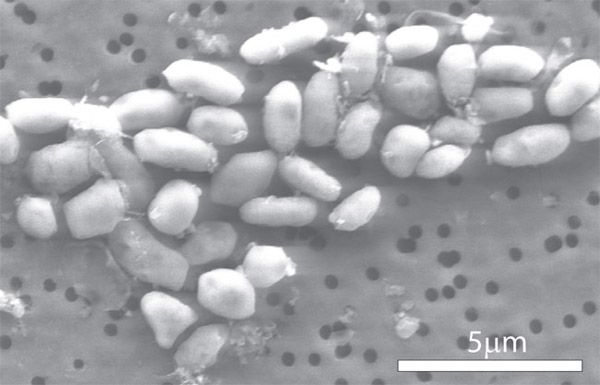 Bacteria Arsenic