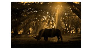 Photograph titled ‘Resilience’ by Rahul Sachdev (India), winner of the general (colour) category at the 13th season of HIPA, the Hamdan bin Mohammed bin Rashid Al Maktoum International Photography Award]