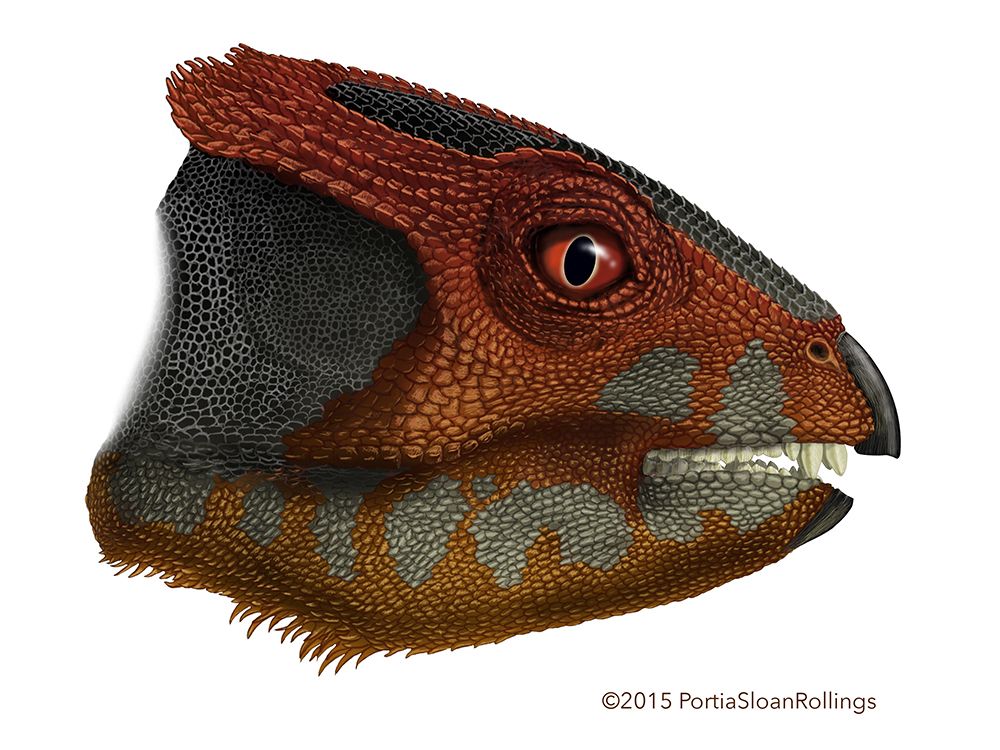 Ceratopsian dinosaur from China