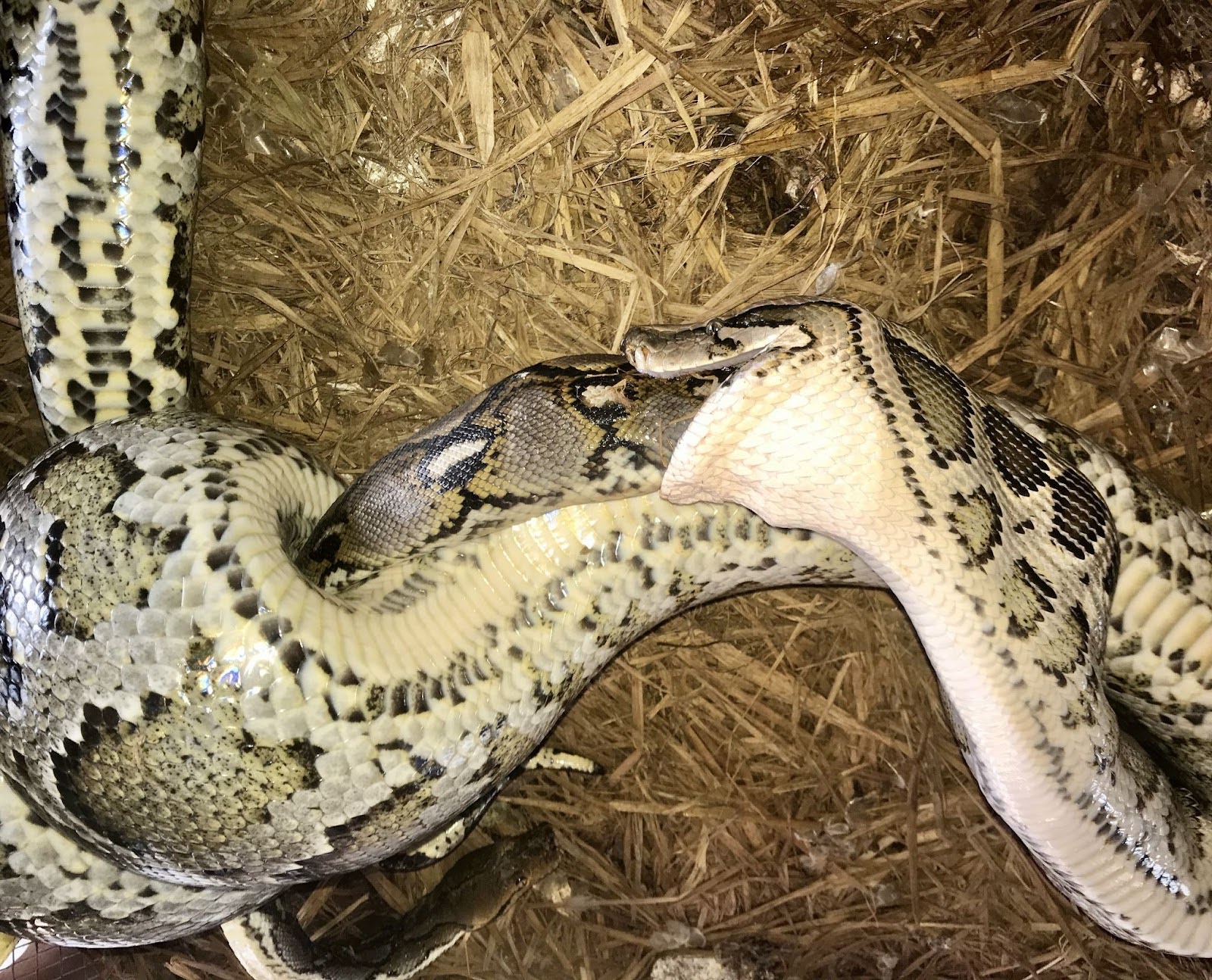 Burmese python has its body wrapped around the reticulated python while it has its mouth around it.