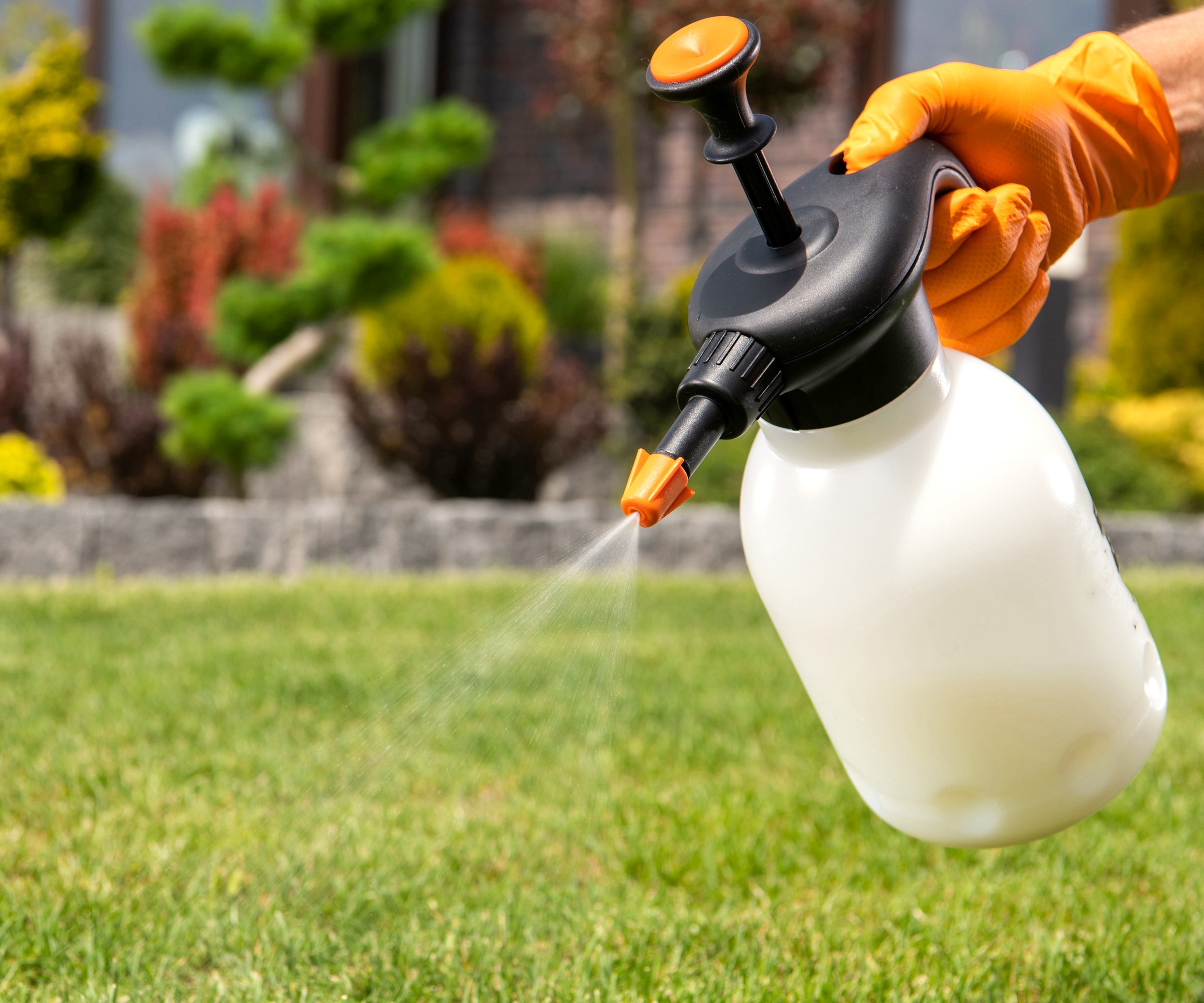 spraying plants with orange peel solution