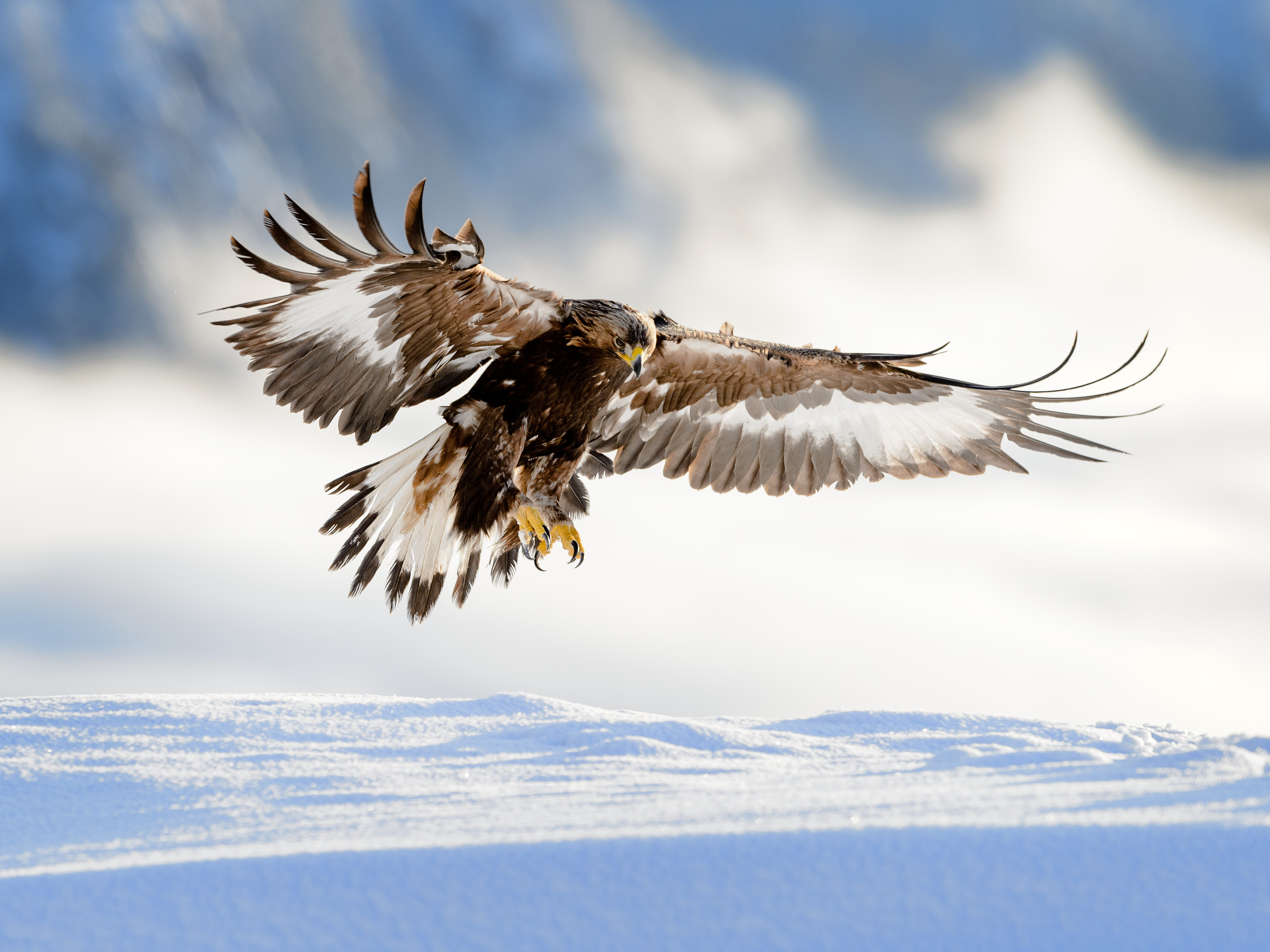 A golden eagle — the most majestic sight in the sky.