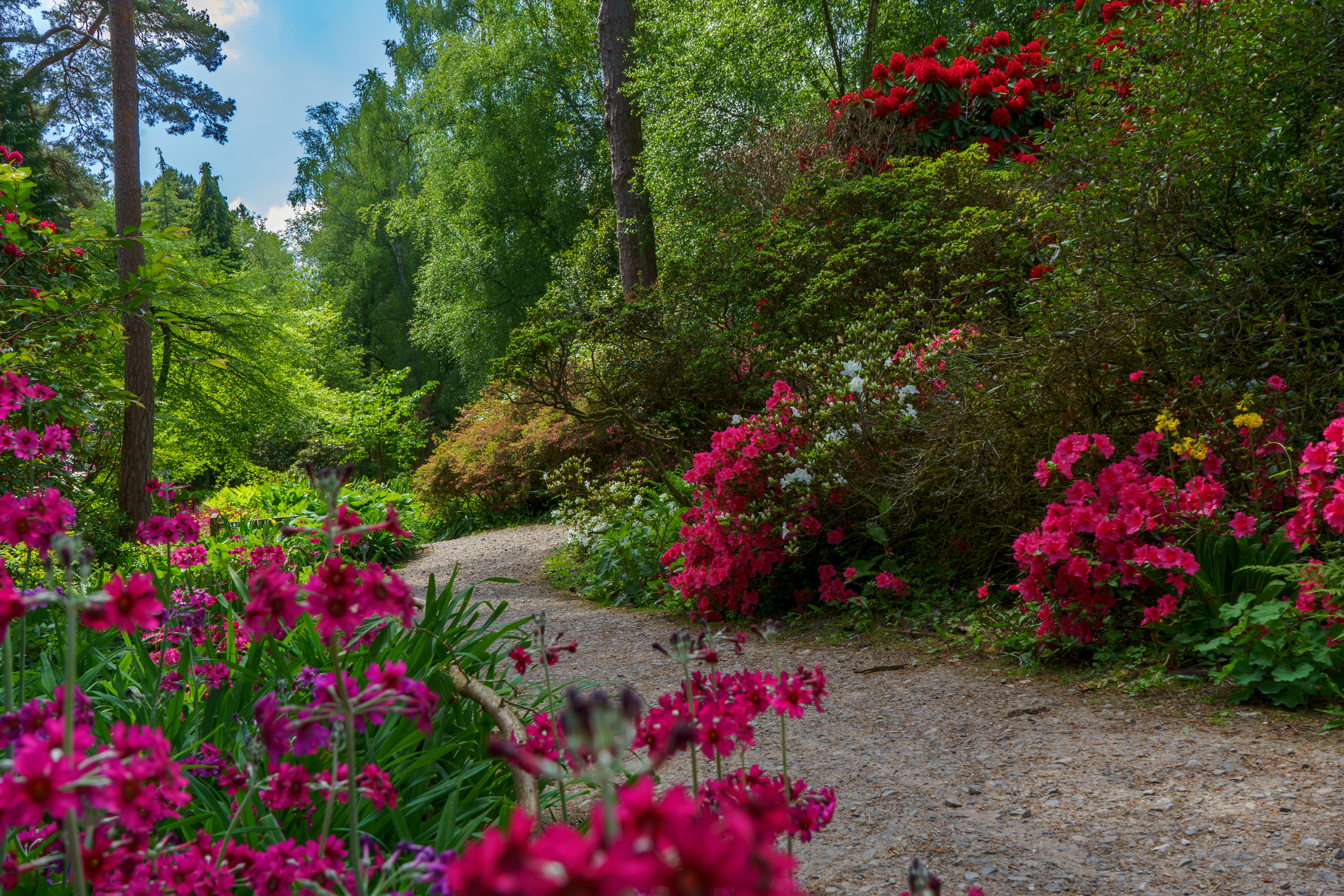 Azalea and rhododendron garden in a public park in Crawley, England.