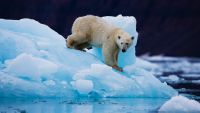A polar bear on the top of an iceberg on the east coast of Greenland,Scoresby Sound, East Greenland