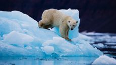 A polar bear on the top of an iceberg on the east coast of Greenland,Scoresby Sound, East Greenland