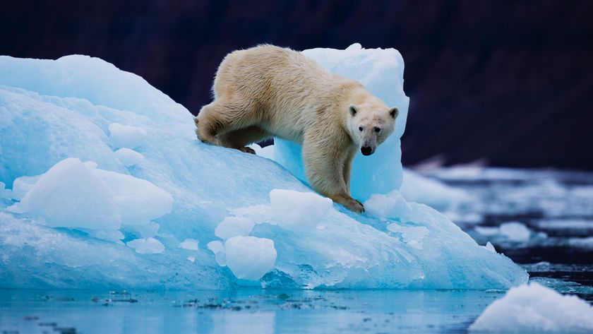 A polar bear on the top of an iceberg on the east coast of Greenland,Scoresby Sound, East Greenland