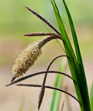 carex pendula grass