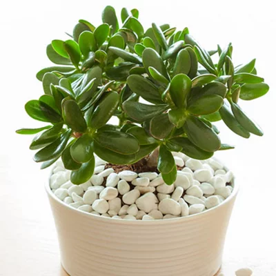 Crassula Ovata in a 12cm Pot Perfect for Home/office Live Indoor Pot Plant Money Penny Tree Homes