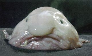 Ziggy in real life?: Census researchers picked up this funny-faced fish, a fathead (yes, that is what it's really called), in deep waters off New Zealand back in 2003.
