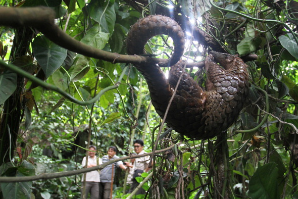 A pangolin climbs on a tree