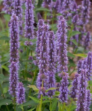 purple flowers of Agastache ‘Blue Fortune’ AGM