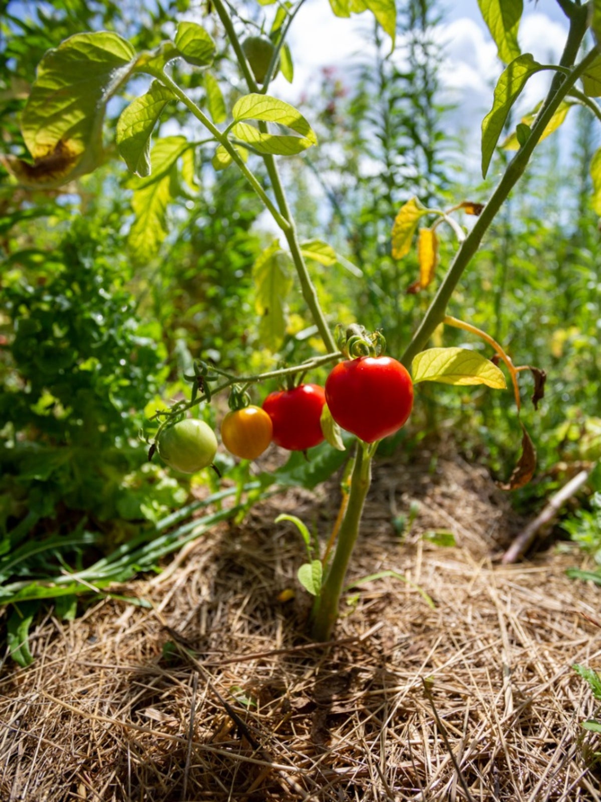 About Tomato Mulch - When And How To Mulch Tomatoes